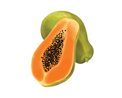 Paw Paw